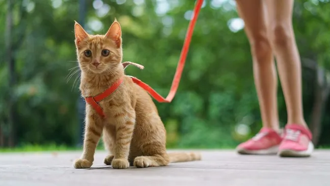 Cat Kitten Leash and Harness Set Nylon Chest Strap Portable Collar