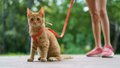 Cat Kitten Leash and Harness Set Nylon Chest Strap Portable Collar